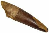 Fossil Spinosaurus Tooth - Real Dinosaur Tooth #355754-1